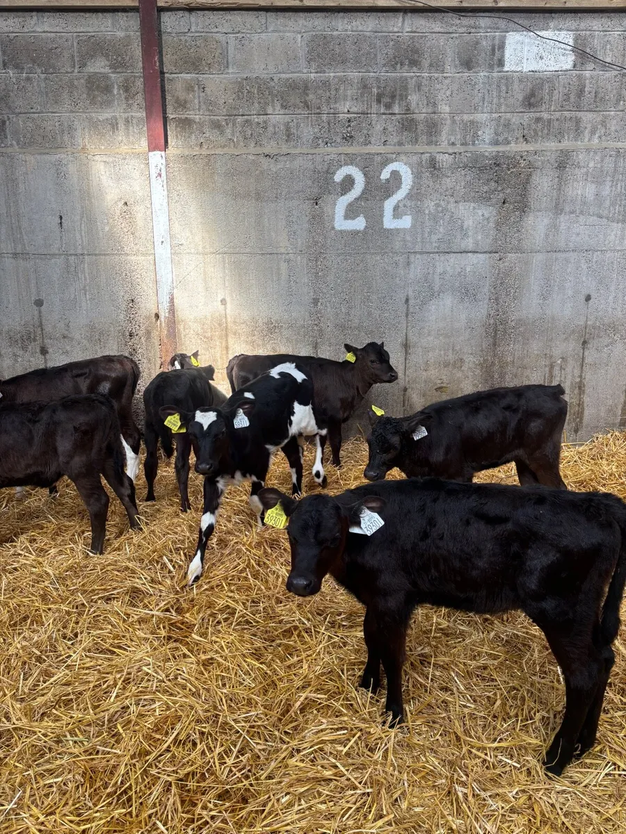 Friesian Heifer Calves for sale - Image 4