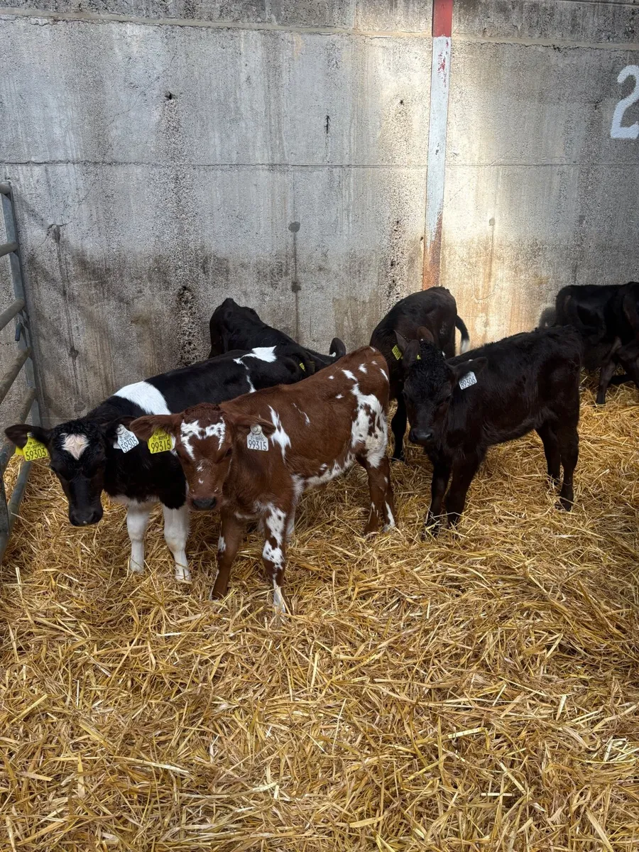 Friesian Heifer Calves for sale - Image 1