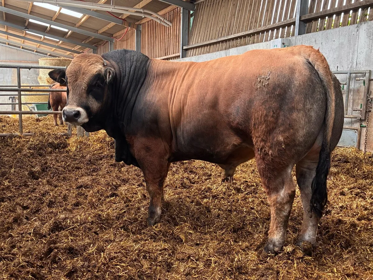 Aubrac bulls - Image 1