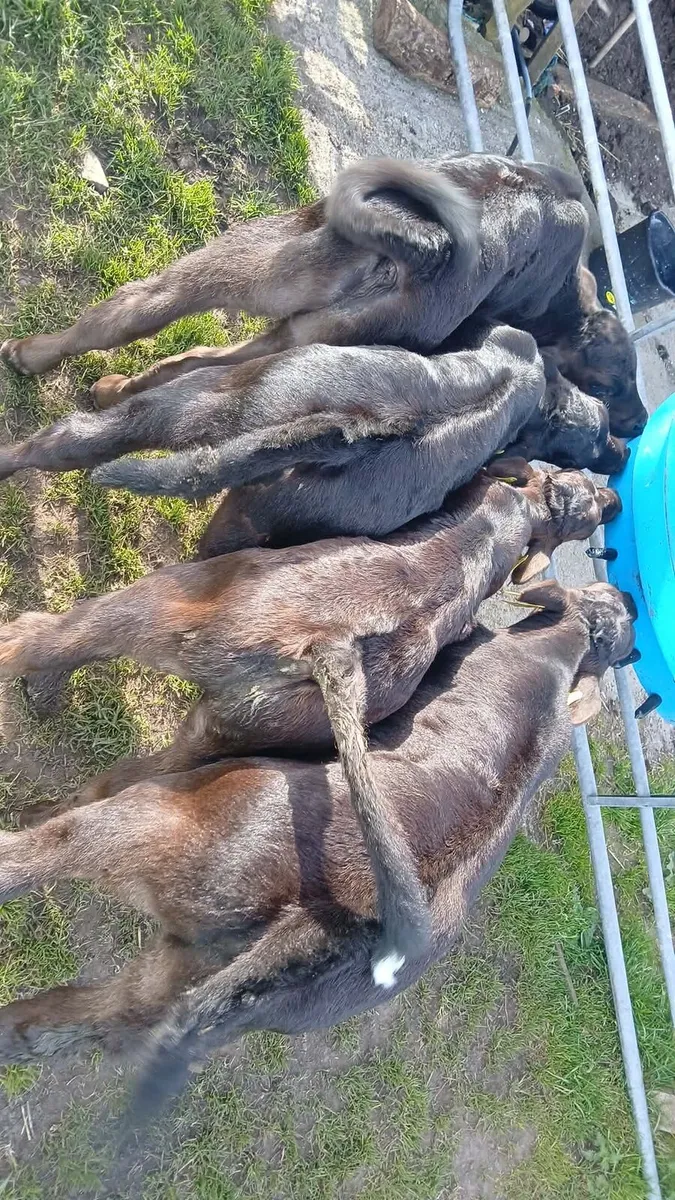 4 bull calves - Image 2