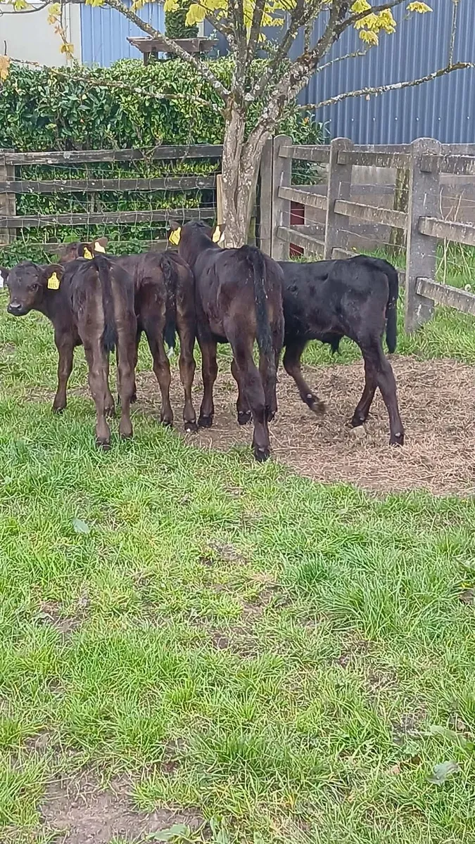 4 bull calves - Image 1