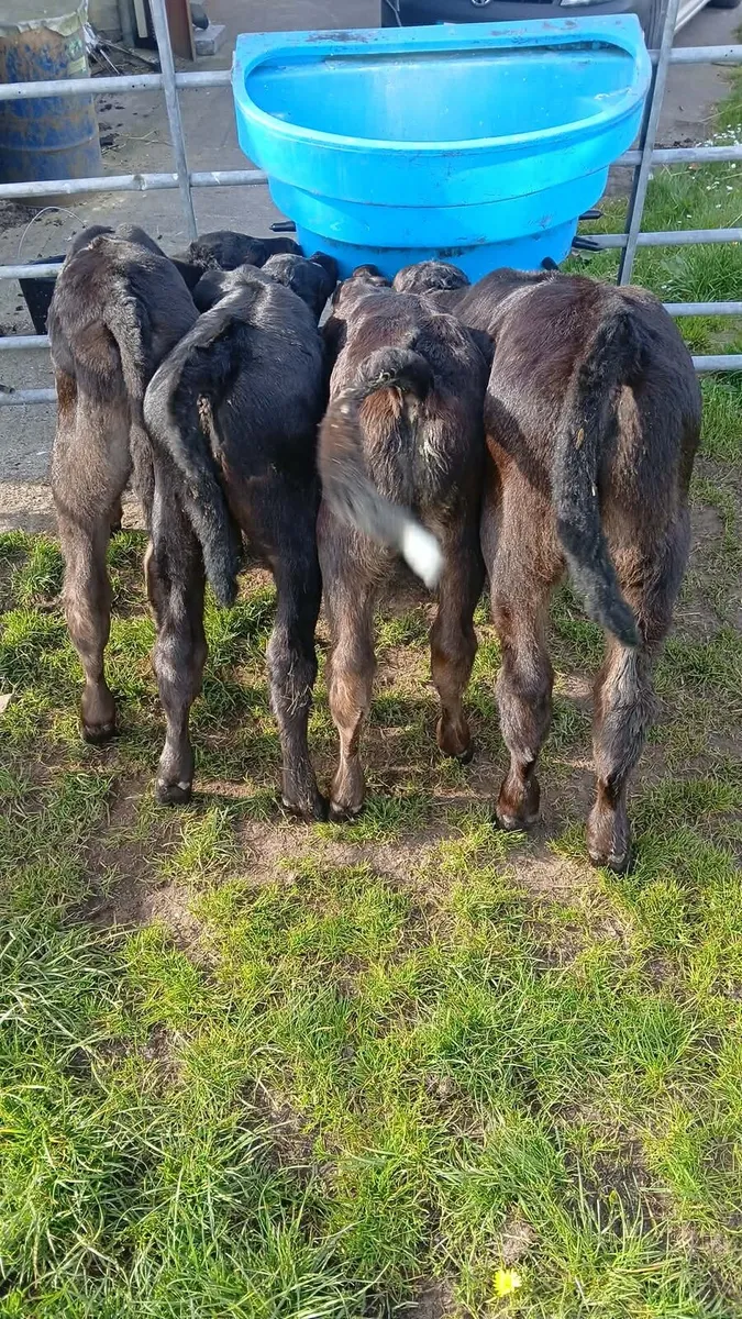 4 bull calves - Image 3