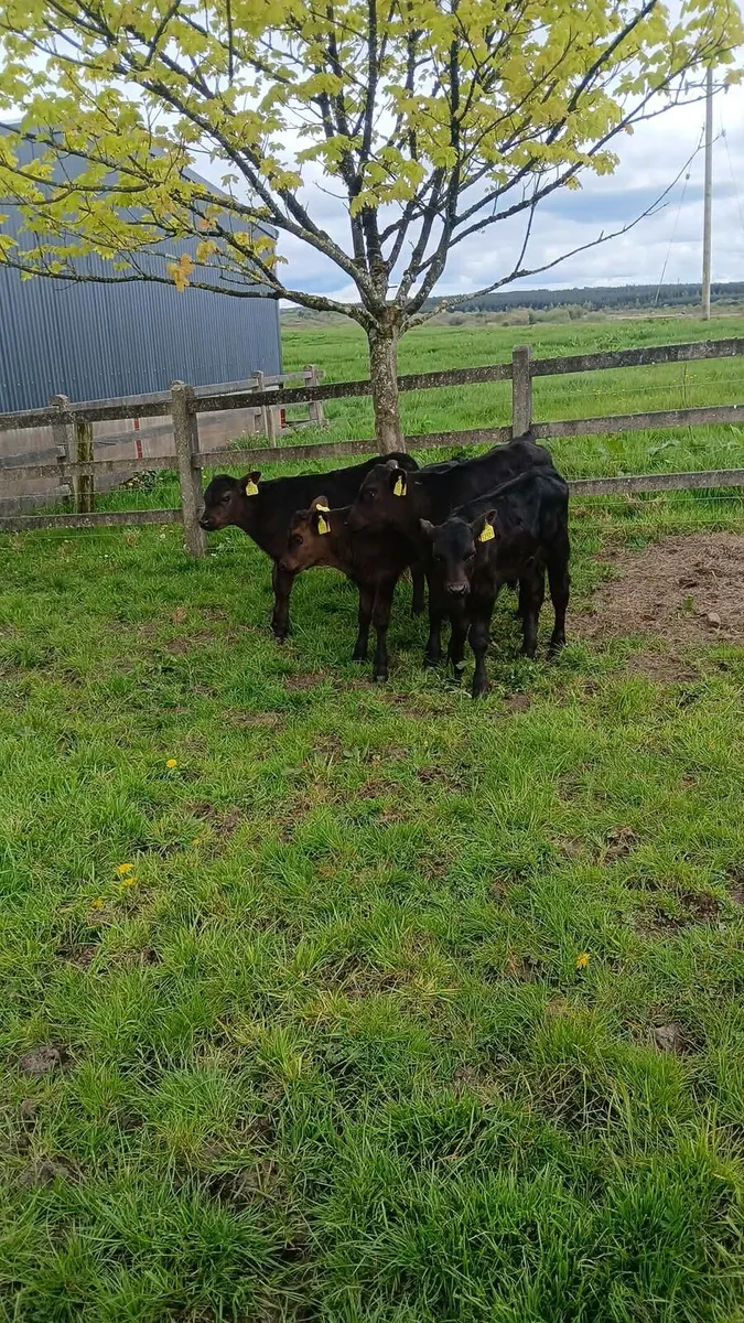 4 bull calves - Image 4