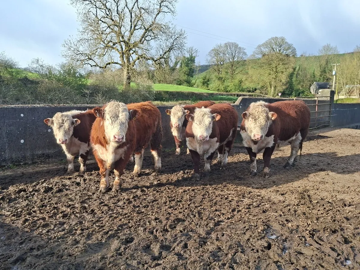 Hereford bulls for sale - Image 1