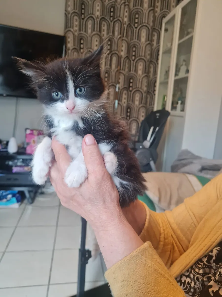Kittens - Image 1