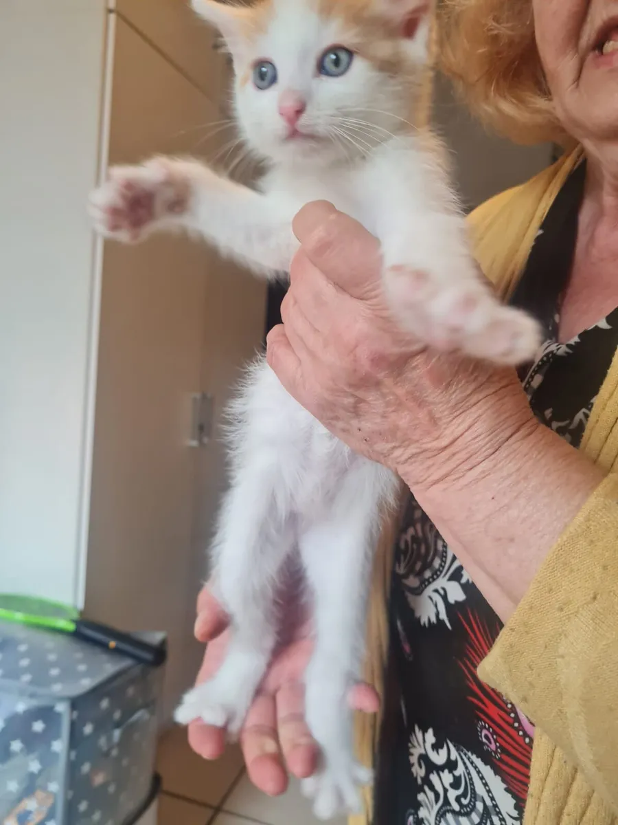Kittens - Image 2