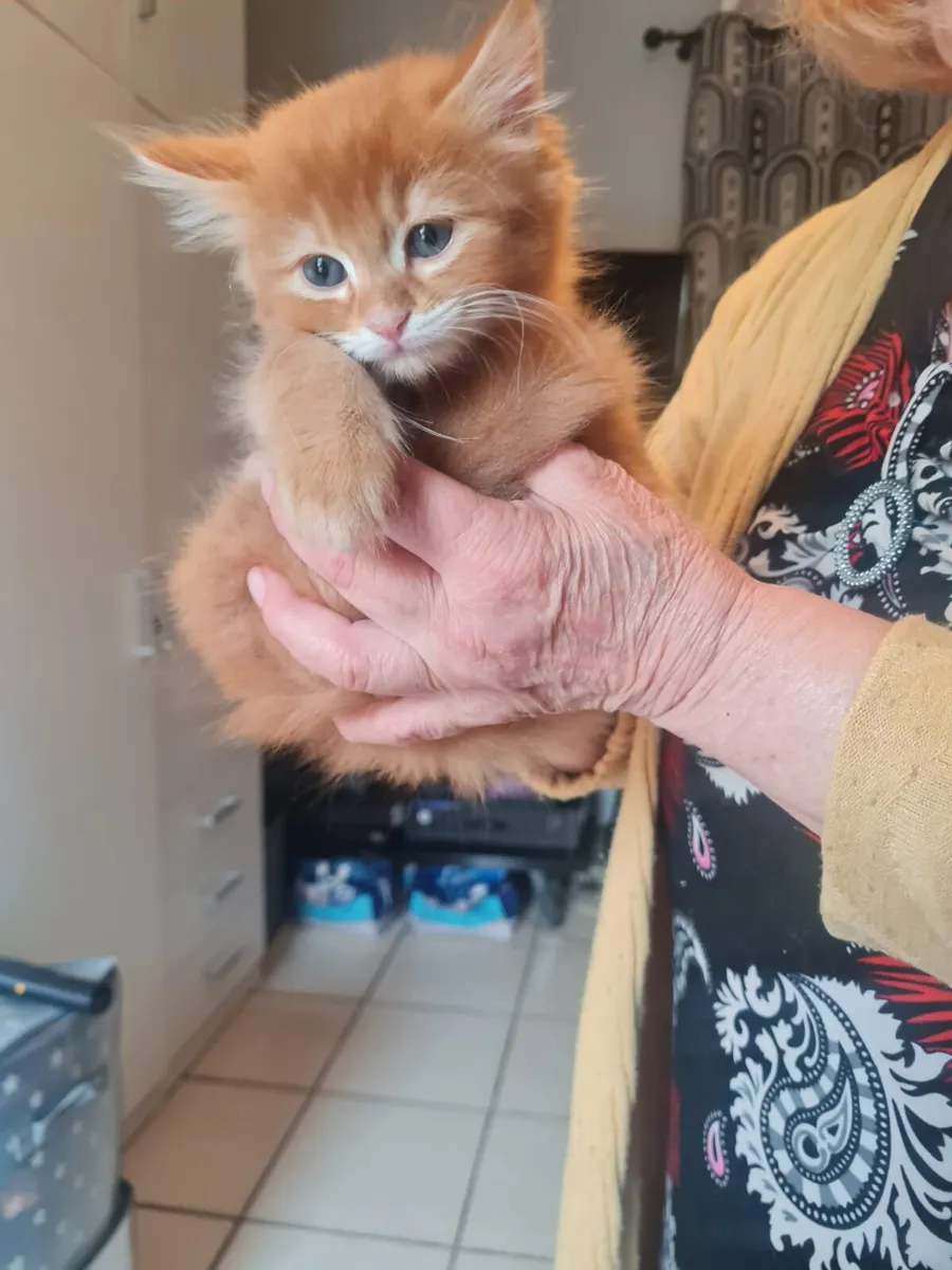 Kittens - Image 3