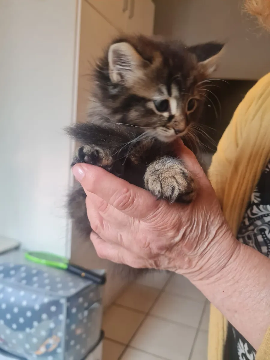 Kittens - Image 4