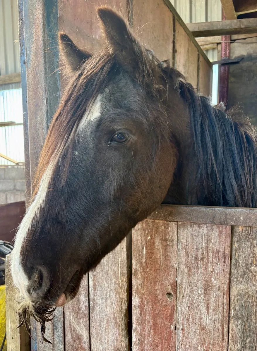 13.2 Irish Cob - Image 2