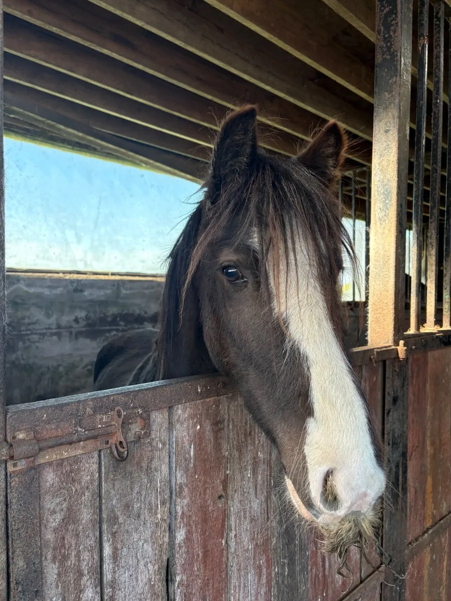 13.2 Irish Cob - Image 3