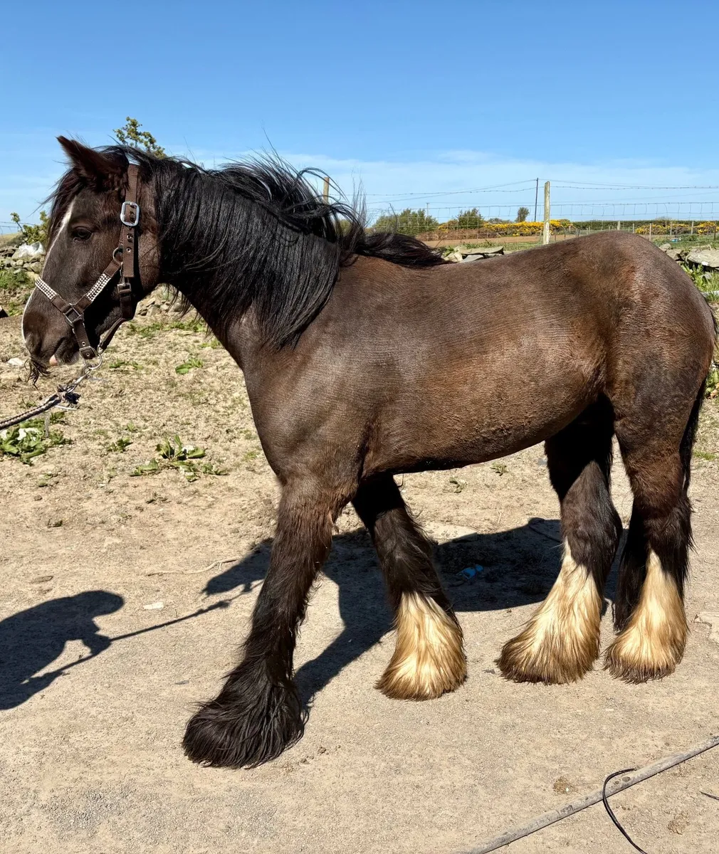 13.2 Irish Cob - Image 1