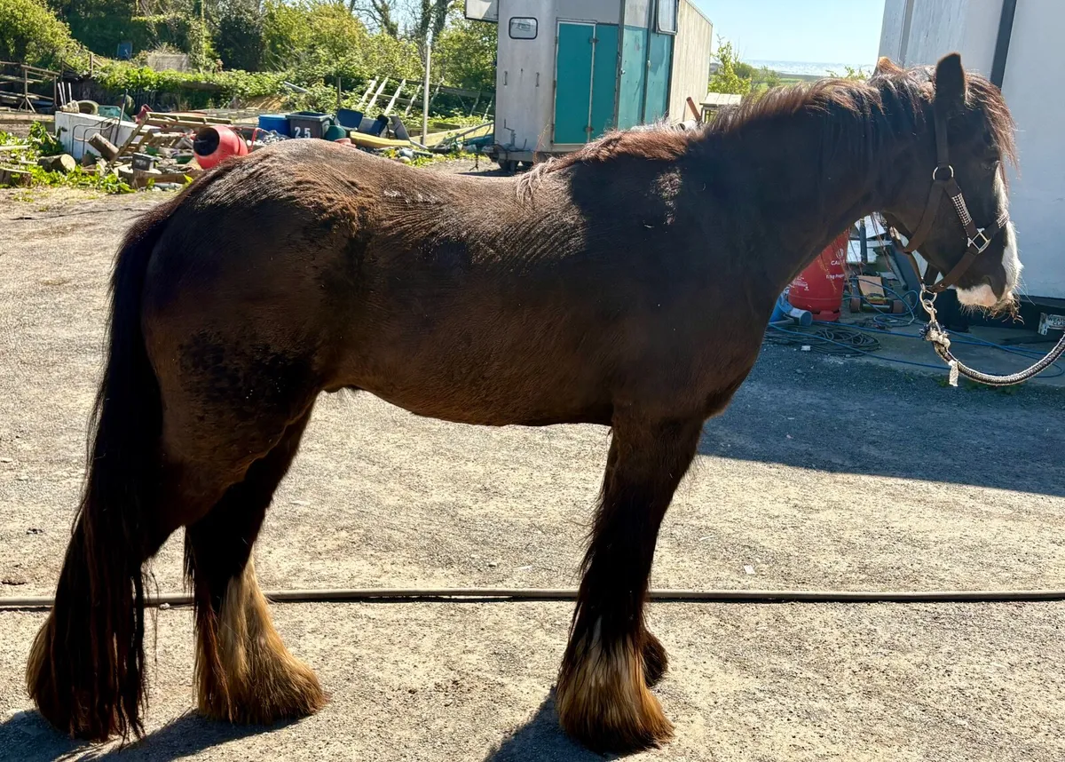 13.2 Irish Cob - Image 4