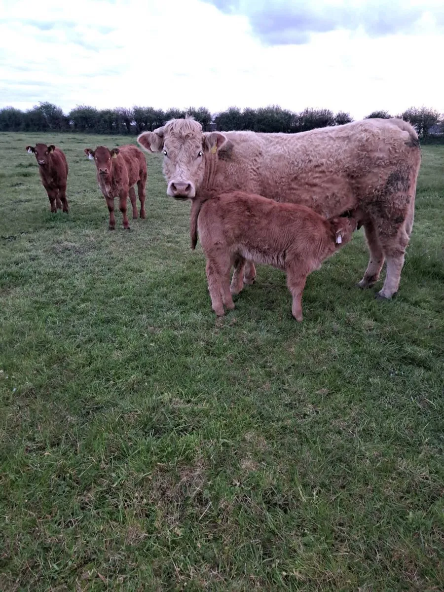 beef cattle - Image 1