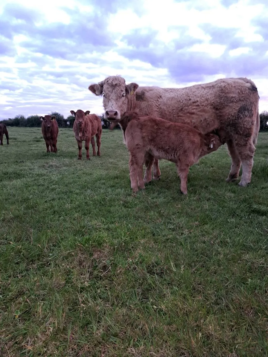 beef cattle - Image 2