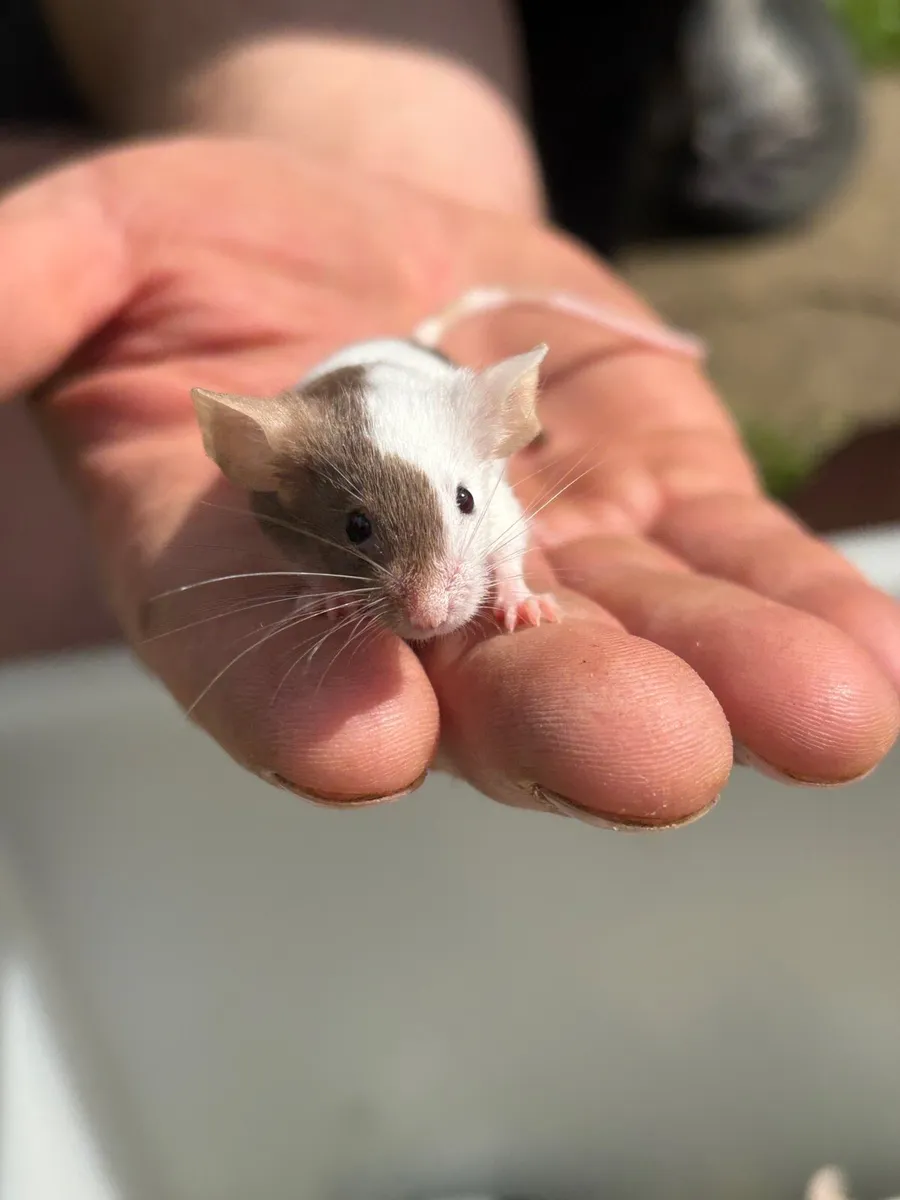 Fancy mice - Image 1