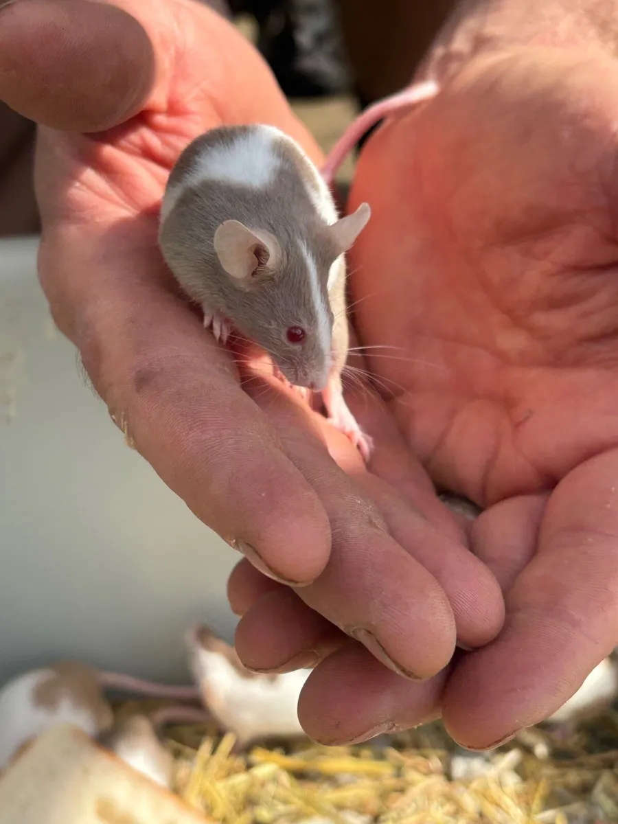Fancy mice - Image 2