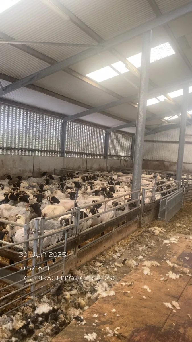Sheep shearing all Ireland - Image 3