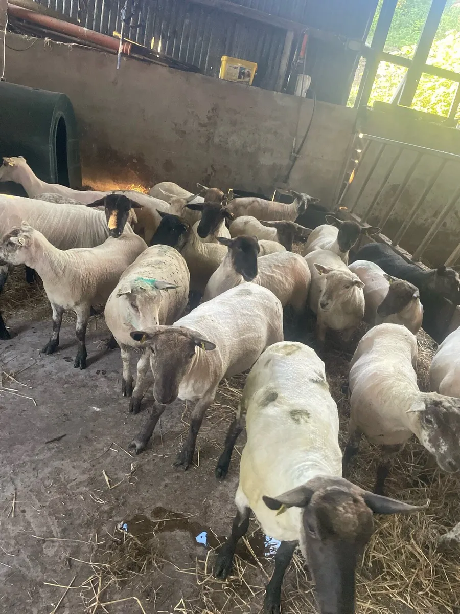 Sheep shearing all Ireland - Image 2