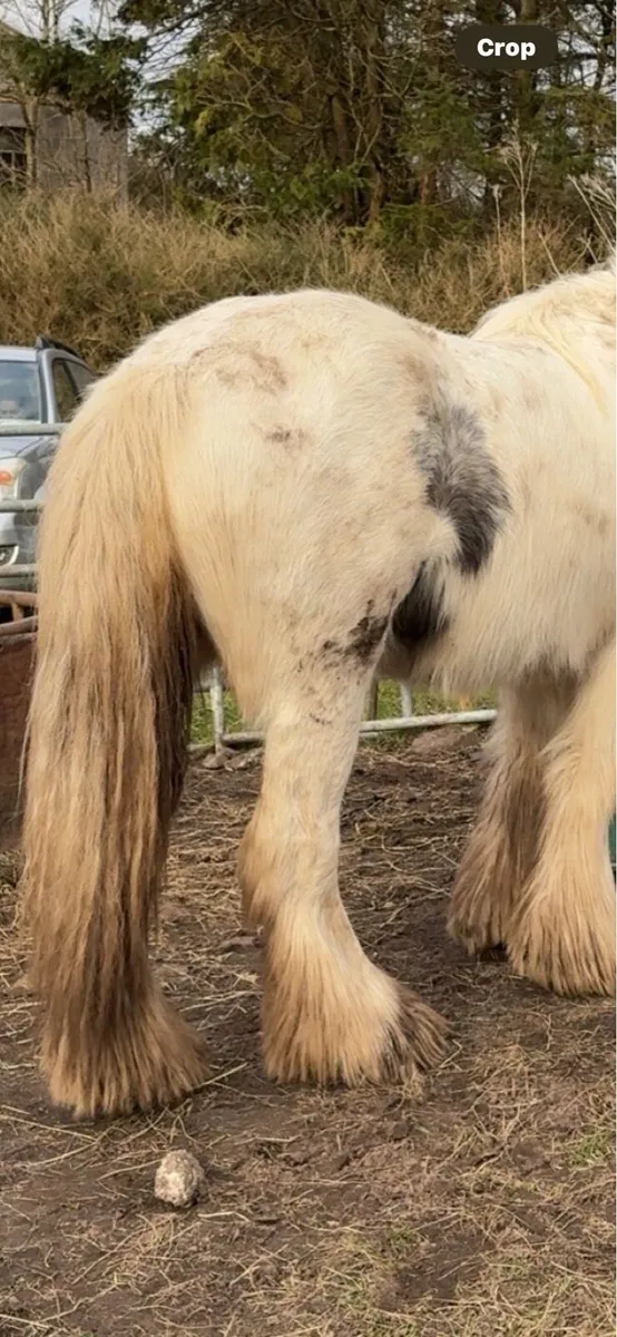 3 year old filly - Image 2