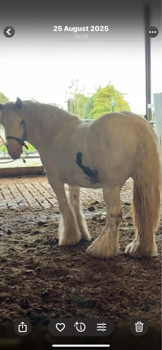 3 year old filly - Image 1