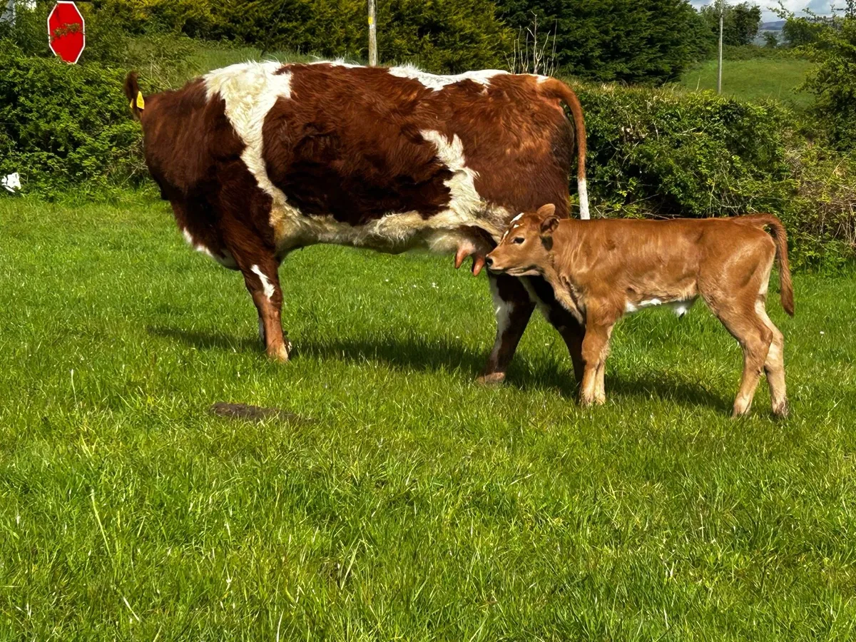 Super First Calver & Heifer Calf At Foot - Image 3