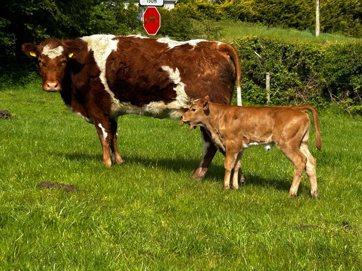Super First Calver & Heifer Calf At Foot - Image 2