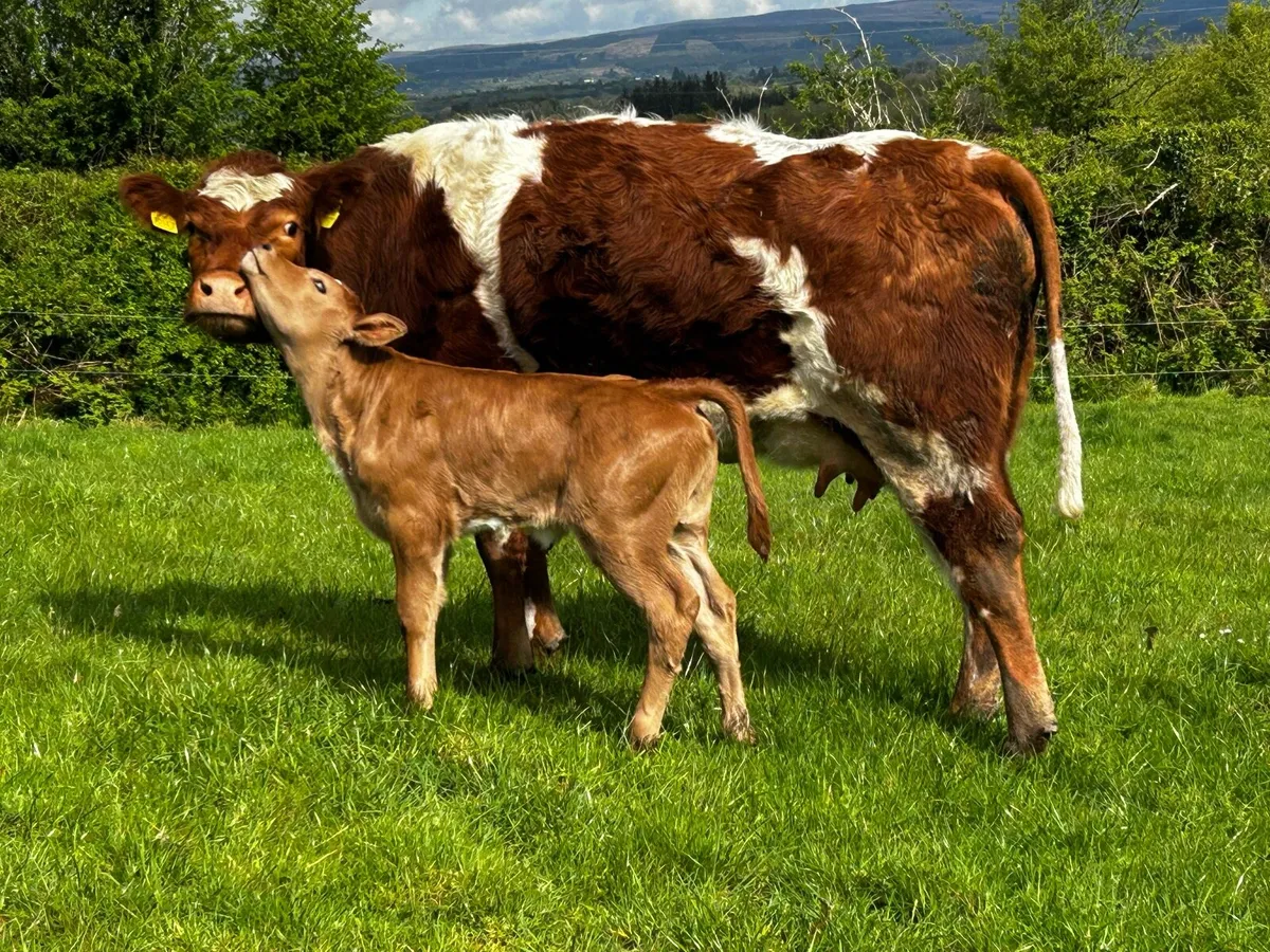 Super First Calver & Heifer Calf At Foot - Image 4