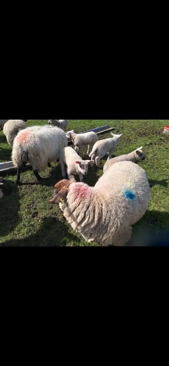 Great Suffolk 2 yr olds with Beltex lambs - Image 4