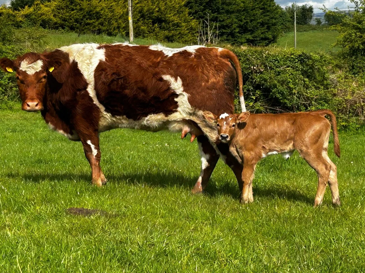 Super First Calver & Heifer Calf At Foot - Image 1