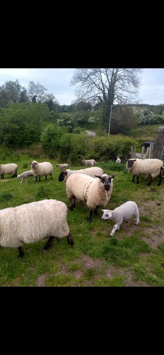 Great Suffolk 2 yr olds with Beltex lambs - Image 3