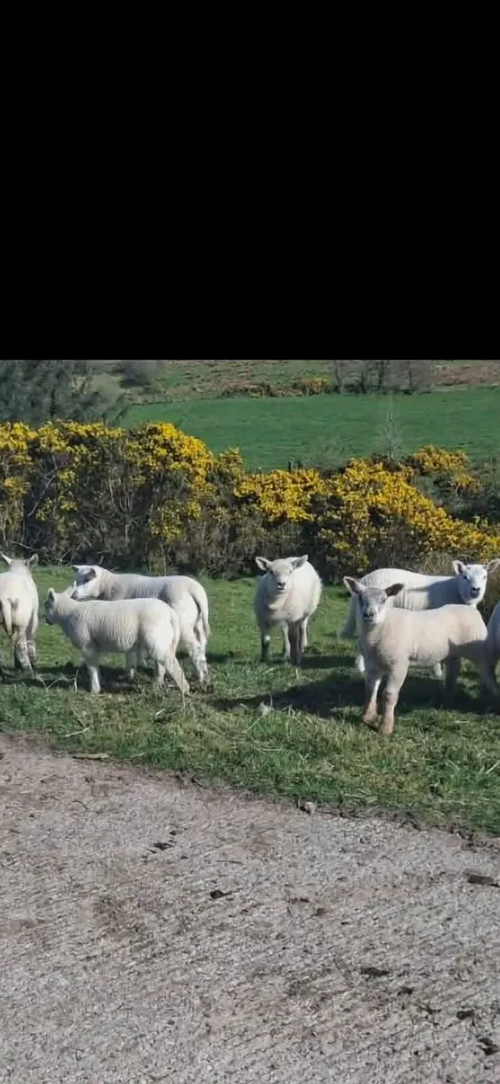 Great Suffolk 2 yr olds with Beltex lambs - Image 2