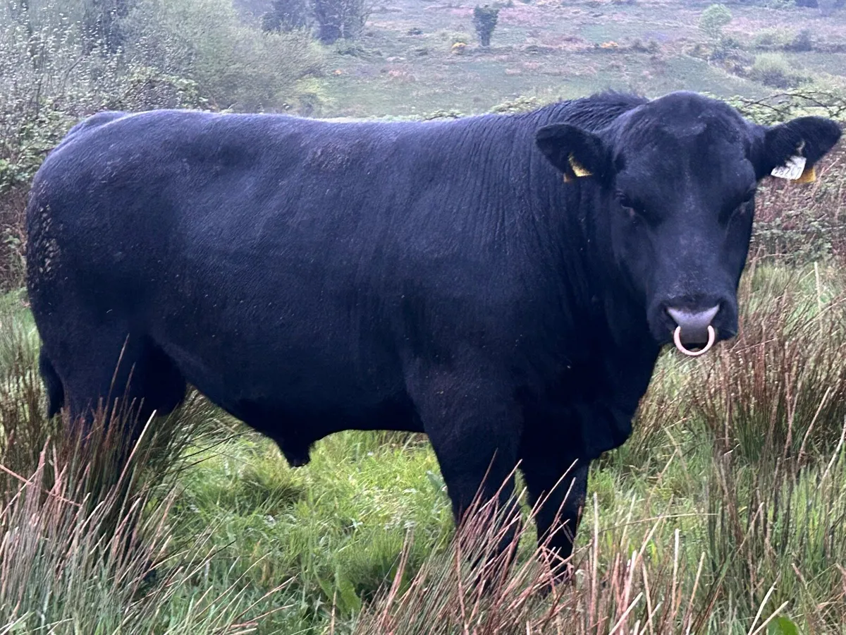 Quality PBR Angus Bulls - Image 3