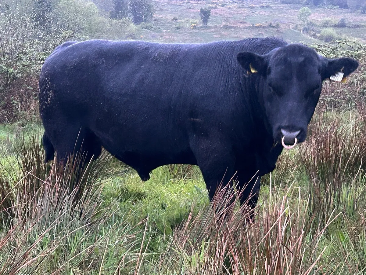 Quality PBR Angus Bulls - Image 2