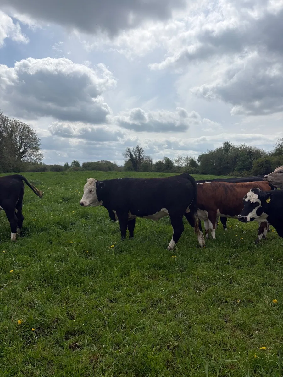 Cattle - Image 1