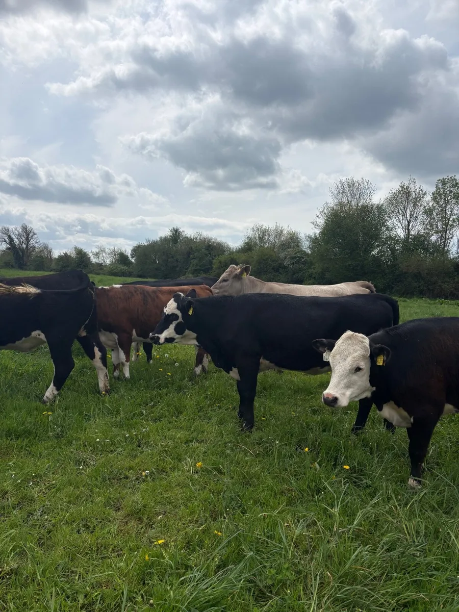 Cattle - Image 2