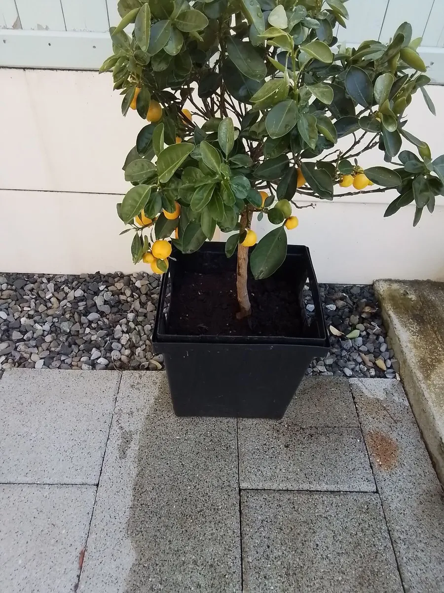 3ft orange plant