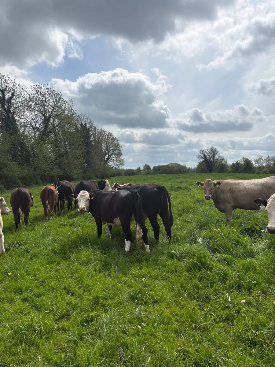 Cattle - Image 4