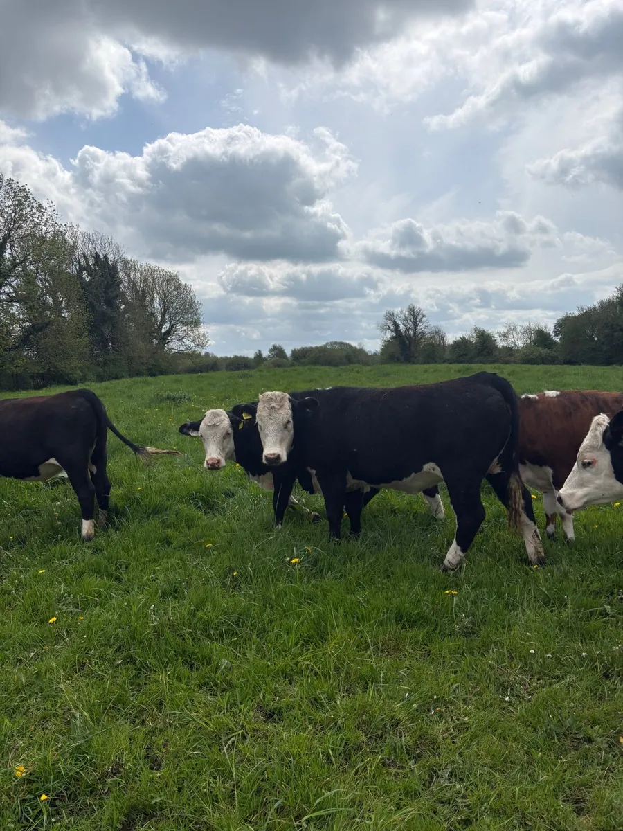 Cattle - Image 3