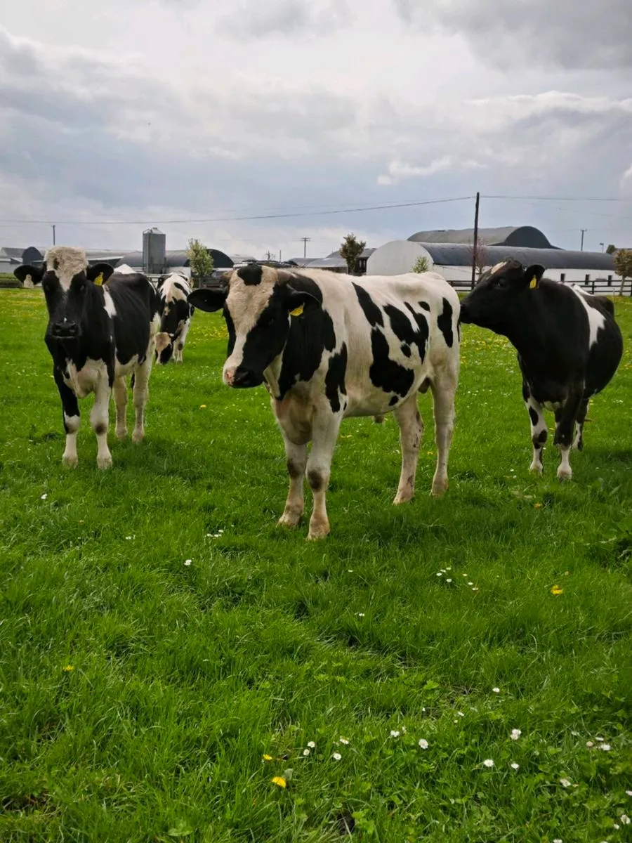 Friesian bullocks - Image 1