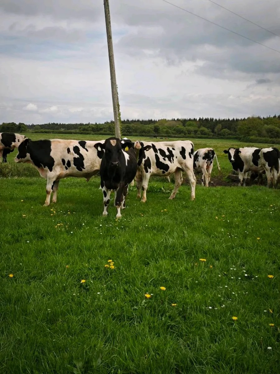 Friesian bullocks - Image 2