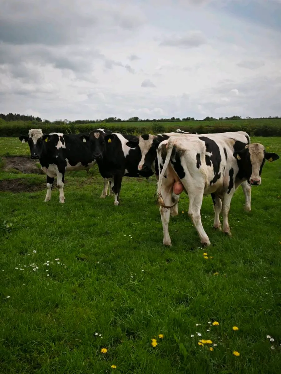 Friesian bullocks - Image 3