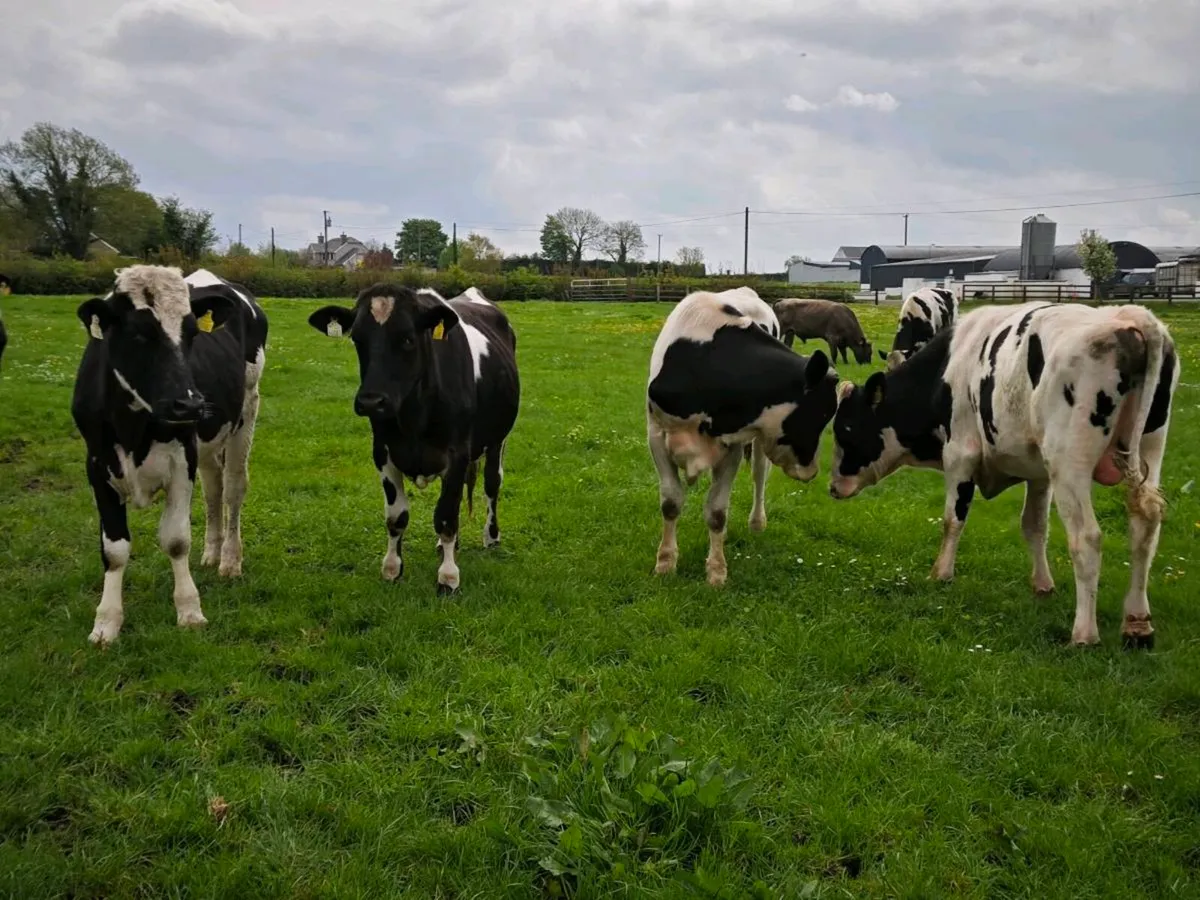 Friesian bullocks - Image 4