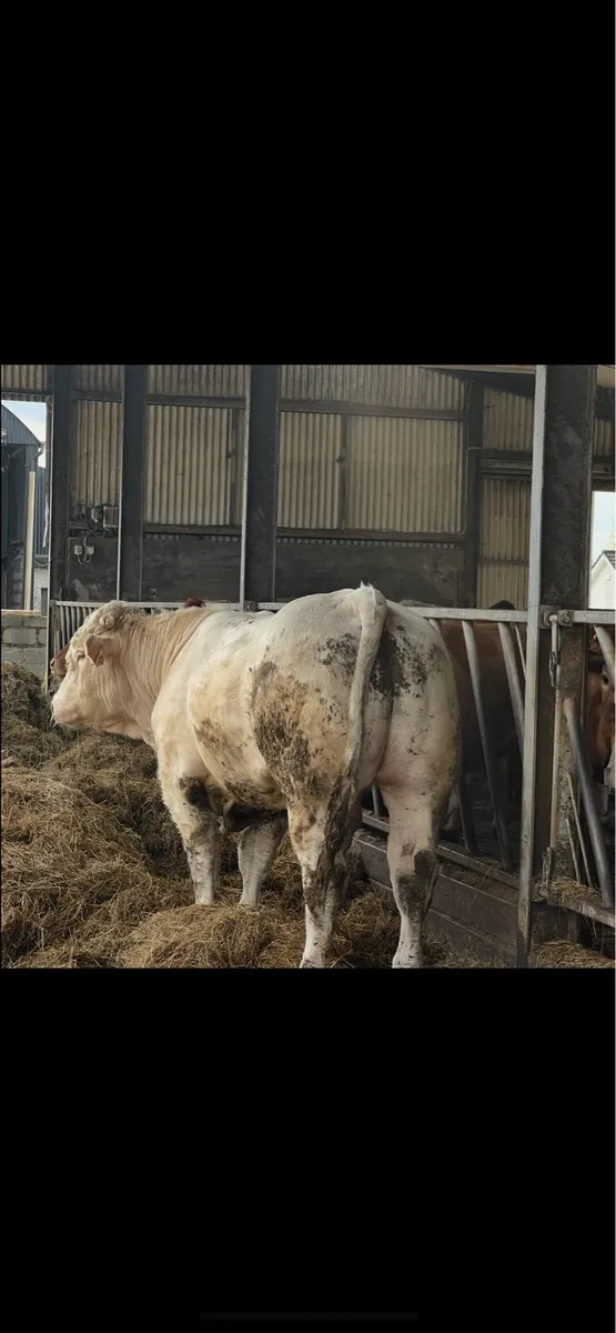 CHX BULL - Image 3
