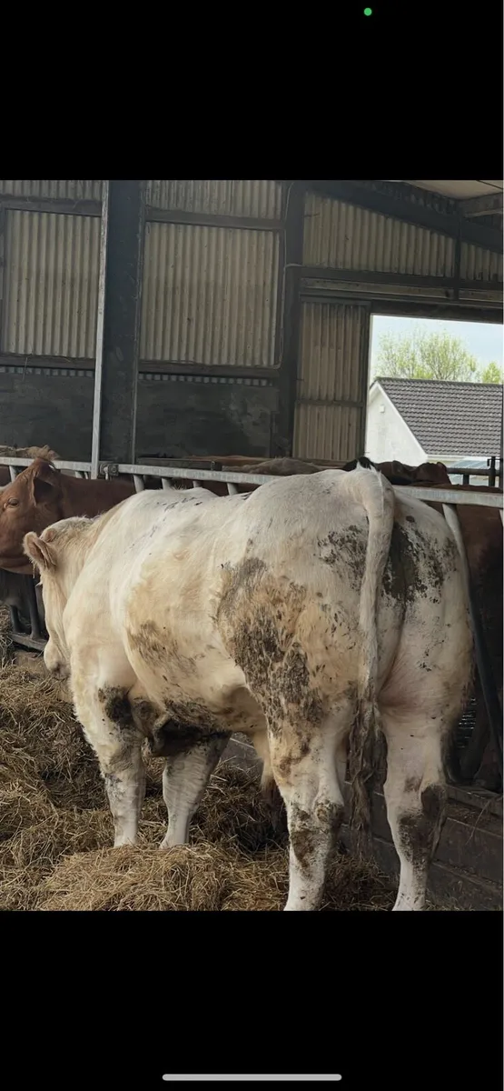 CHX BULL - Image 4