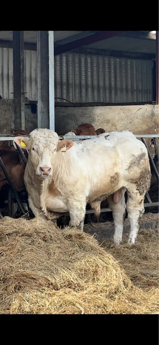 CHX BULL - Image 1