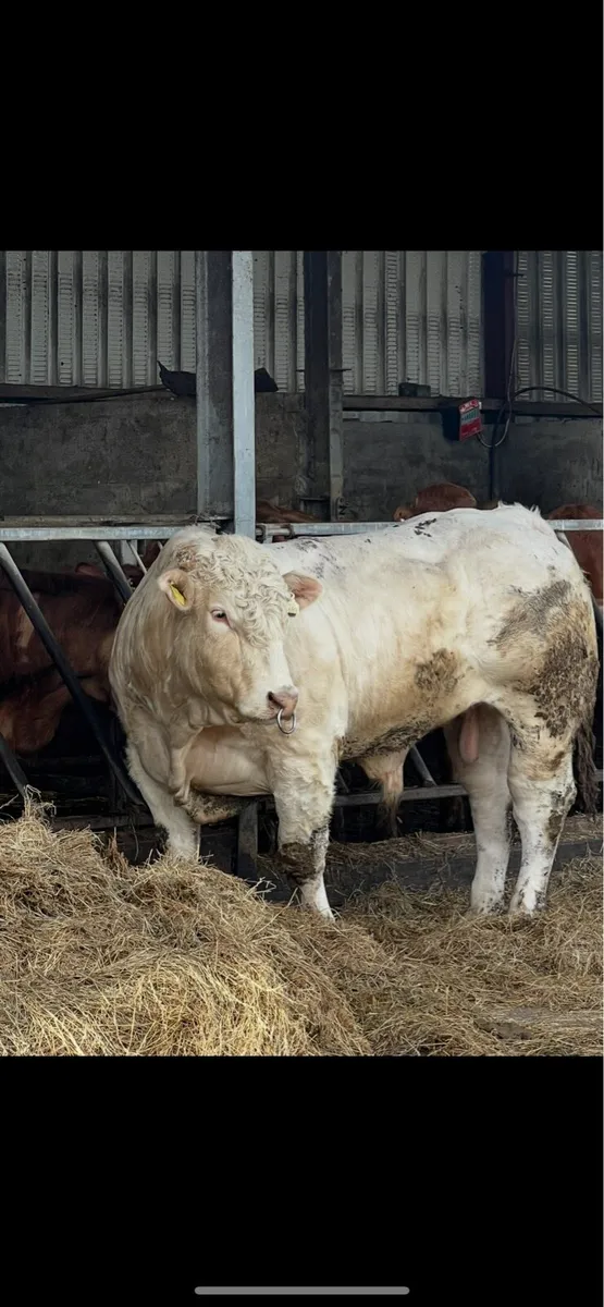 CHX BULL - Image 2