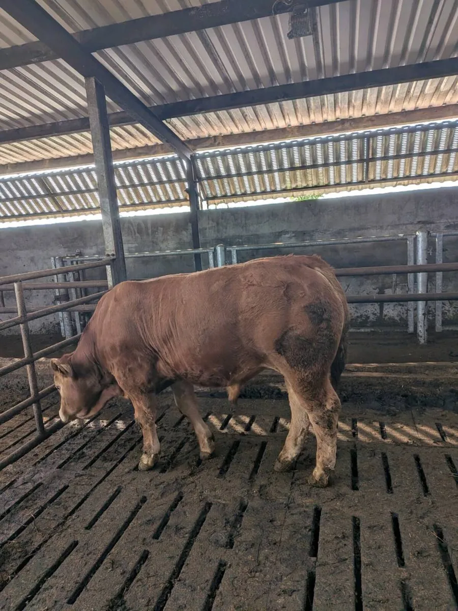 Limousin Bull - Image 1