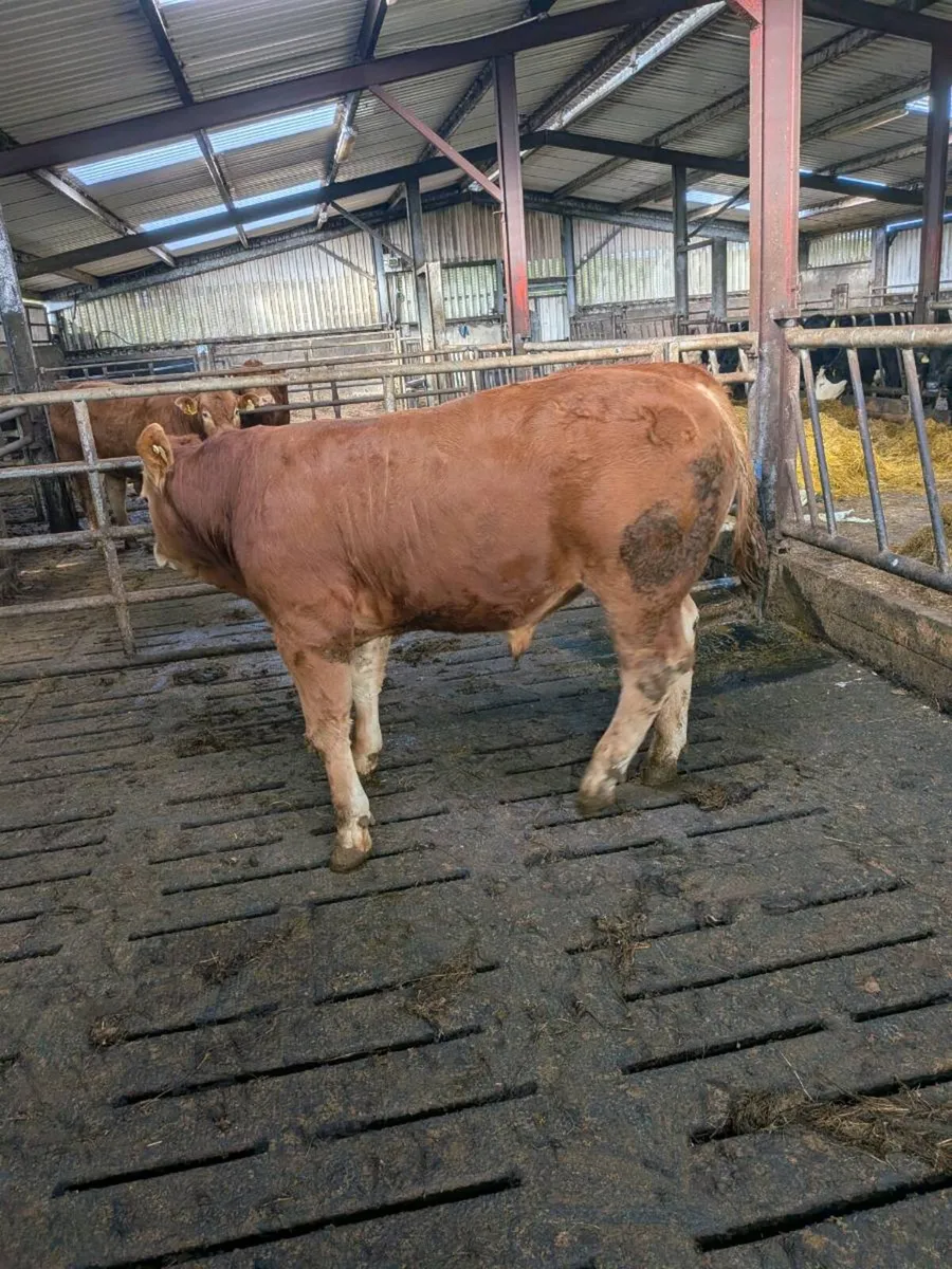 Limousin Bull - Image 2