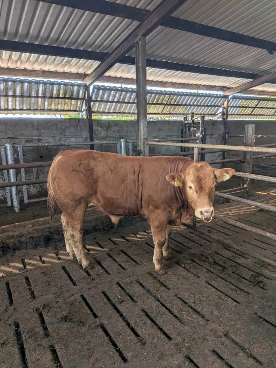Limousin Bull - Image 3