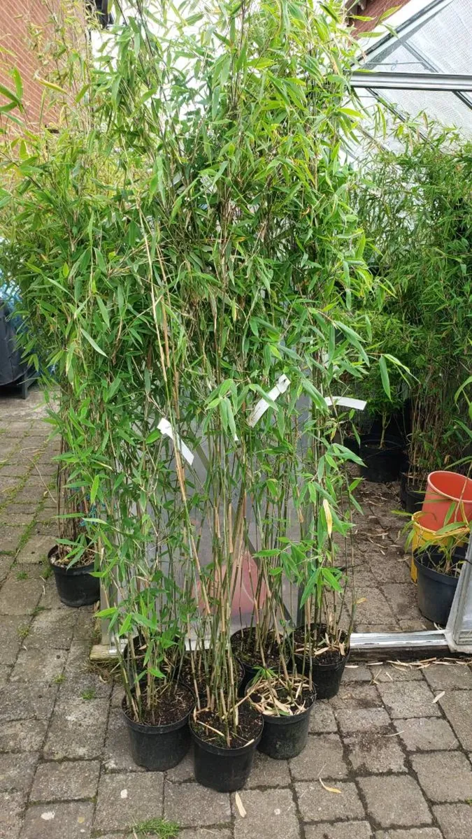 Bamboos Obelisk clumping - Image 1